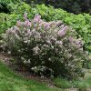 Tinkerbelle Lilac #2 - Image 2